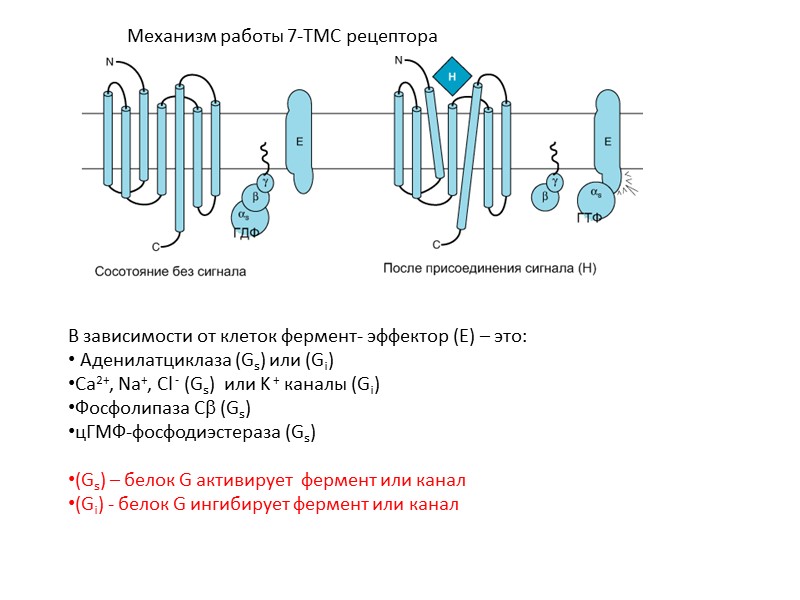 Механизм работы 7-ТМС рецептора  В зависимости от клеток фермент- эффектор (Е) – это: